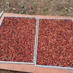 Robusta Central Java Temanggung Natural