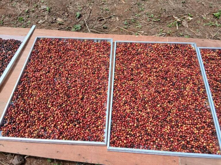 Robusta Central Java Temanggung Natural