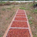 Robusta Central Java Temanggung Natural