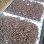 Robusta Central Java Temanggung Natural